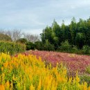 핑크뮬리 이미지