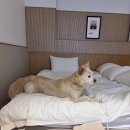 군파크호텔 이미지