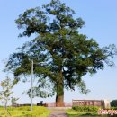 보호수광장 이미지