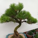 흙과소나무 | 인천 부평 소나무 분재 추천, 진선미꽃집 고급 분재 선물 후기