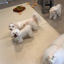 엔젤라독
