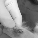 순창 동물병원 이미지