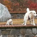 강아지 친구 이미지