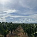 시냇물 2 농장 | [나트랑] 인생샷 오만장 건진 무이네 선셋 사막 투어 후기