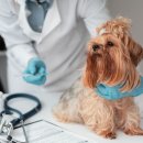 조이동물의료센터 이미지