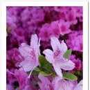 양지1공원 이미지