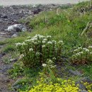 7월 26일의 꽃은 '땅채송화 (Stonecrop)' 이미지