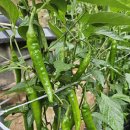 [취소]눈물이핑돌만큼매운청양고추 이미지