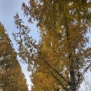 무정면 은행나무 축제 이미지