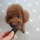 호텔스 컴도그 이미지