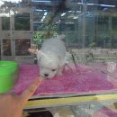 충무로애견 이미지