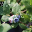 태봉산블루베리