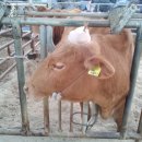 람세스한우농장 이미지