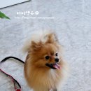 퍼피앤유 이미지