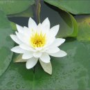 고택 수련 이미지