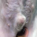 바른동물메디컬센터 | 진드기 물렸을 때 대처법