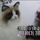 쓰담쓰담반려동물공예