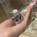 털뭉탱이 이미지