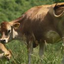 진흥목장 이미지