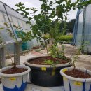 진신농장 이미지