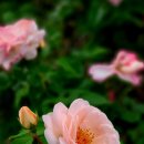 실바람공원 이미지