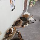 냥스테이 고양이 카페 네이버블로그