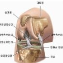 [관절내시경]반월판연골손상이 무엇인가요? 이미지