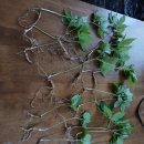 병주농장 이미지