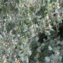 향기나무 이미지