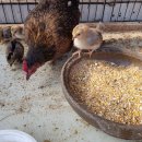 병아리펜션 이미지