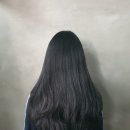 월드애견미용실 이미지