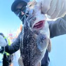 킹콩낚시 이미지