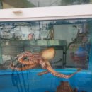 몽돌티파니횟집 이미지