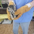 한솔가축병원 이미지