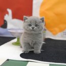 부산고양이분양 미유펫 이미지