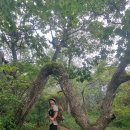 무릉도원면-24 이미지