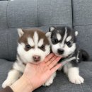 부천강아지분양 고양이분양 24시 데려가개 부천점 | 부천강아지분양 시베리안 허스키 레드 블랙앤화이트