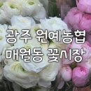 광주 원예농협 매월동 꽃시장 화훼단지 후기