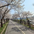 1475회 평낮목요걷기(4.4) 양평 갈산공원 벚꽃길/흑천 벚꽃길 갑니다 이미지