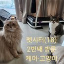 그리코리아(주) | 아메리칸컬 고양이 루이와 코리아숏 고양이 호두 2번째 방문 펫시터후기