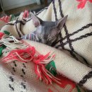 샤인고양이메디컬센터 | 고양이 항암 치료 후기, 림프종(림포마)으로 샤인동물메디컬센터 방문