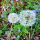 민들레농장 이미지