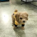 퍼피엔젤 이미지