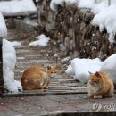 어쩌다 가출에 맛들린 개나 고양이는 야생성이 되살아나 사람과 근접해 살긴 글렀고, 이미 나가 산 짐승...