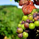 고령군농업기술센터 이미지