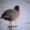 물닭 Common Coot 423 이미지