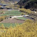 10년 동안 250억원 들였습니다" 3월 축제 열리는 봄철 힐링 명소 1위 이미지