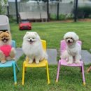 티파니 가든 이미지