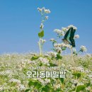 하얀메밀꽃 | 하얀 메밀꽃 눈밭 제주 오라동 메밀밭 축제 폭싹피었수다 솔직후기