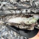 갑오징어짱 이미지